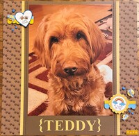Teddy - March Madness Challenge