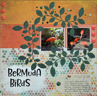 Bermuda Birds