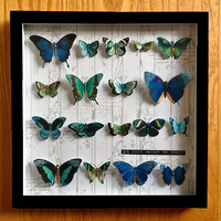 Mounted butterflies display